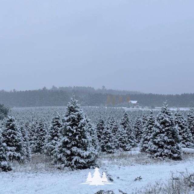 Christmas Tree Farm  Steigerwaldt Tree Farms - Tomahawk, Wisconsin